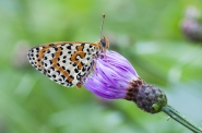 Nome File=Melitaea_didyma.jpg
Dimensione File=524KB
Dimensioni=1024x680
Data aggiunta=Ott 10, 2014 Melitaea_didyma.jpg