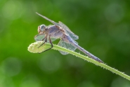 Orthetrum_coerulescens_(Fabricius,_1798)_♂_DSC05092.jpg