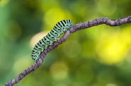Nome File=Papilio_Machaon.jpg
Dimensione File=325KB
Dimensioni=1024x680
Data aggiunta=Lug 03, 2015 Papilio_Machaon.jpg