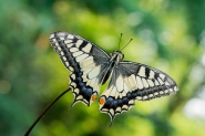 Nome File=Papilio_macaon_DSC04971.jpg
Dimensione File=576KB
Dimensioni=1024x683
Data aggiunta=Lug 25, 2015 Papilio_macaon_DSC04971.jpg