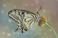 Papilio_macaon_DSC05189.jpg
