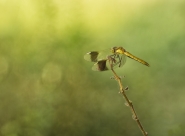 Sympetrum_pedemontanum_DSC05350.jpg