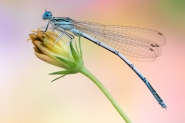 Nome File=damselfly.jpg
Dimensione File=352KB
Dimensioni=1200x800
Data aggiunta=Giu 19, 2017 damselfly.jpg