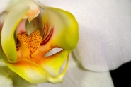 Nome File=Orchidea.jpg
Dimensione File=534KB
Dimensioni=1200x800
Data aggiunta=Ott 15, 2012 Orchidea.jpg