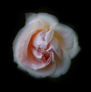 Rosa.jpg