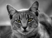 Nome File=gatto.jpg
Dimensione File=541KB
Dimensioni=1200x885
Data aggiunta=Nov 20, 2012 gatto.jpg