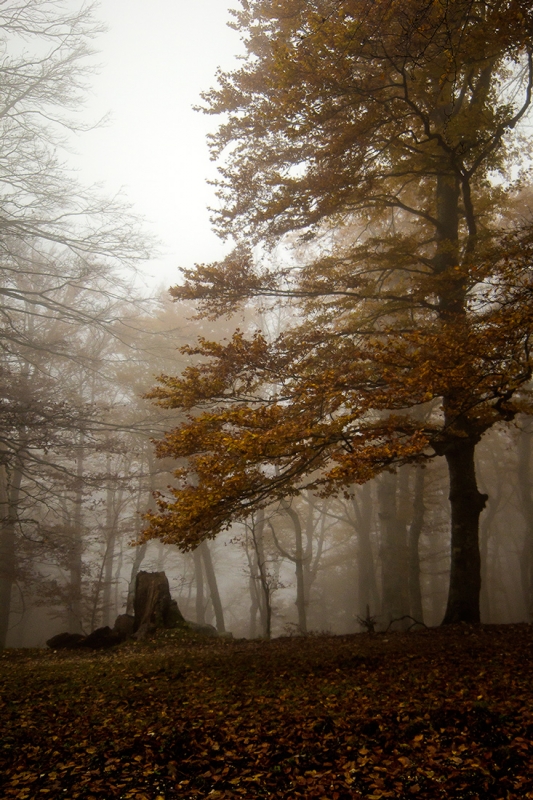 Clicca per l'immagine full size