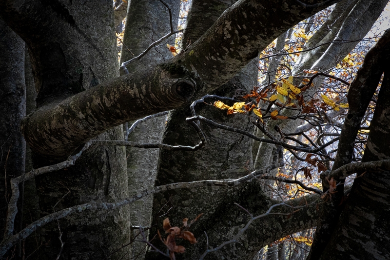 Clicca per l'immagine full size