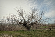 Nome File=ALbero_MM.jpg
Dimensione File=356KB
Dimensioni=1152x768
Data aggiunta=Mar 07, 2019 ALbero_MM.jpg