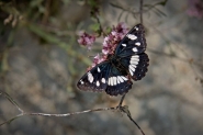 butterFLY_#2_MM.jpg