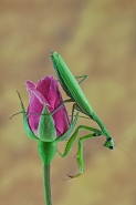 Nome File=Mantis_Religiosa.jpg
Dimensione File=151KB
Dimensioni=599x900
Data aggiunta=Nov 20, 2012 Mantis_Religiosa.jpg