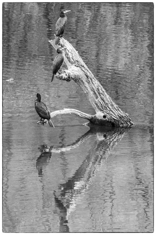 Clicca per l'immagine full size