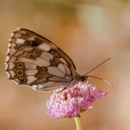 DSC_2137_web.jpg