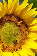 Girasoli_25_web_2.jpg