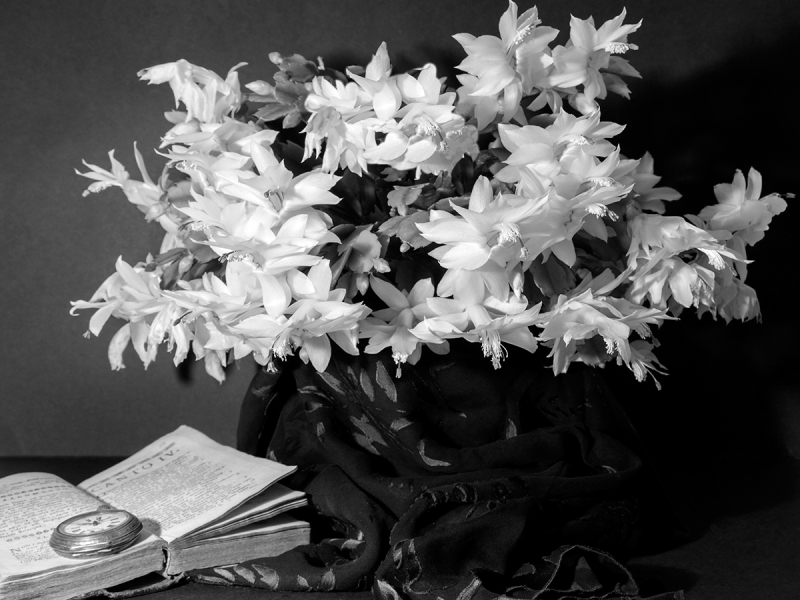Clicca per l'immagine full size