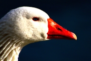 Nome File=blue_eyes.jpg
Dimensione File=288KB
Dimensioni=1200x800
Data aggiunta=Feb 02, 2013 blue_eyes.jpg