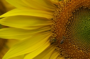 Nome File=SunFlower.jpg
Dimensione File=334KB
Dimensioni=1024x678
Data aggiunta=Lug 31, 2013 SunFlower.jpg