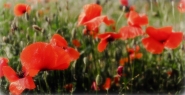 Nome File=My-vintage-poppies-MM.jpg
Dimensione File=454KB
Dimensioni=1200x619
Data aggiunta=Dic 16, 2012 My-vintage-poppies-MM.jpg