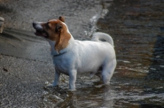 Nome File=cane.jpg
Dimensione File=85KB
Dimensioni=722x480
Data aggiunta=Gen 20, 2013 cane.jpg