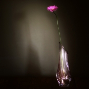 Gerbera_copia.jpg Gerbera_copia.jpg