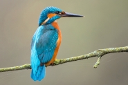 Nome File=Martino_copia.jpg
Dimensione File=364KB
Dimensioni=1000x667
Data aggiunta=Dic 03, 2018 Martino_copia.jpg