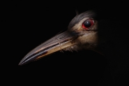 Nome File=mm~124.jpg
Dimensione File=168KB
Dimensioni=1000x667
Data aggiunta=Nov 10, 2016 mm~124.jpg