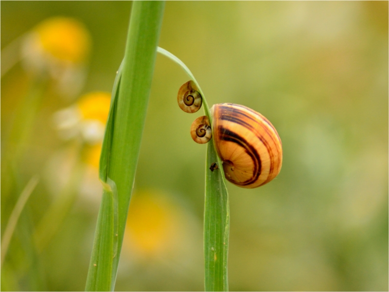 Clicca per l'immagine full size
