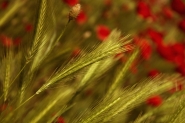 Filename=Prati_rosso_oro.jpg
Filesize=575KB
Dimensions=1050x700
Date added=Jun 08, 2021 Prati_rosso_oro.jpg