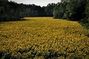tempo_di_girasoli.jpg tempo_di_girasoli.jpg