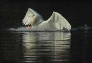2011_02_12_5418.jpg