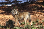 2011_03_03_6636.jpg