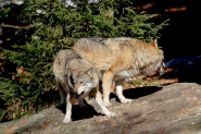 2011_03_04_7010.jpg