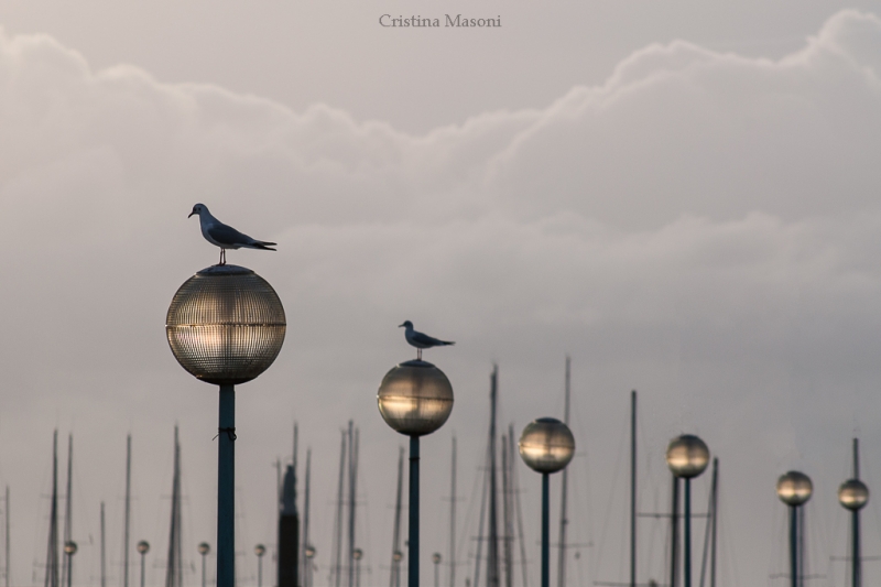 Clicca per l'immagine full size