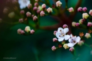 Nome File=fiori_bianchi.jpg
Dimensione File=39KB
Dimensioni=960x637
Data aggiunta=Dic 21, 2014 fiori_bianchi.jpg