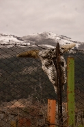 Abruzzo.jpg Abruzzo.jpg