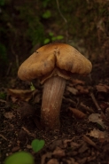 L_AUTUNNO.jpg L_AUTUNNO.jpg