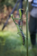 Nome File=PAS_6350_bis_Mantis_religiosa_ridotta.jpg
Dimensione File=27KB
Dimensioni=299x448
Data aggiunta=Giu 18, 2014 PAS_6350_bis_Mantis_religiosa_ridotta.jpg