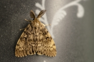 Nome File=PAS_9319_1rid.jpg
Dimensione File=599KB
Dimensioni=1110x740
Data aggiunta=Giu 30, 2019 PAS_9319_1rid.jpg