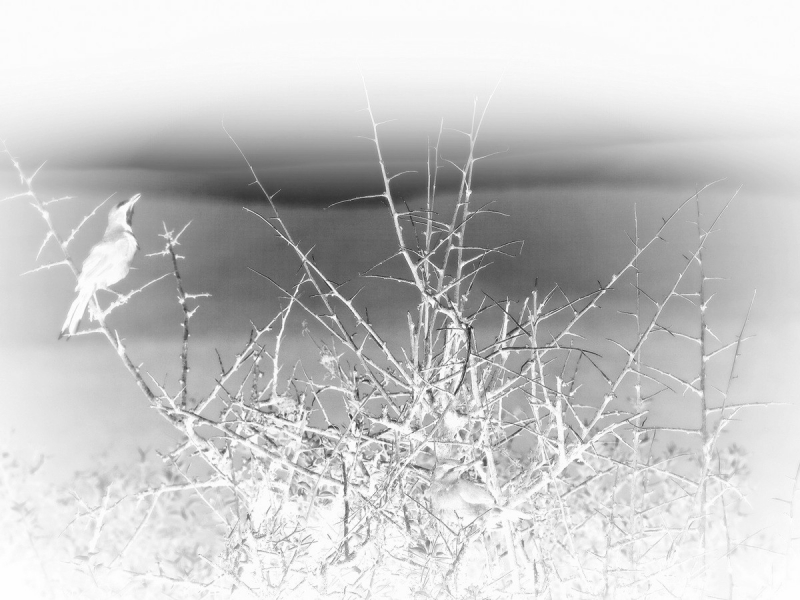 Clicca per l'immagine full size