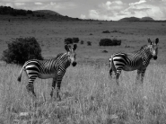 zebre2.jpg