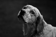 1-cane_1_BN.jpg 1-cane_1_BN.jpg