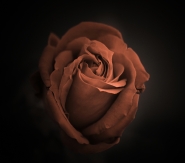 ROSSA_(200.jpg