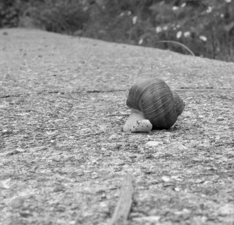 Clicca per l'immagine full size