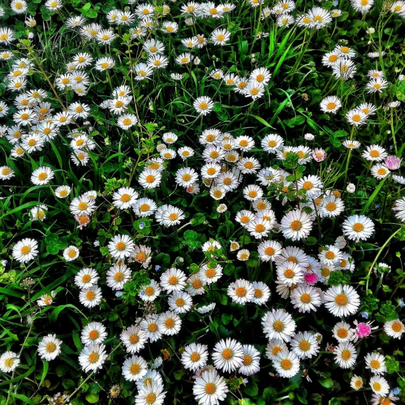 Clicca per l'immagine full size