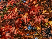 ColoriDAutunno_DSC_3438_hdr_mode_1_1200x900.jpg