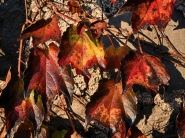 Nome File=ColoriDAutunno_DSC_3445_1200x900.jpg
Dimensione File=451KB
Dimensioni=1200x900
Data aggiunta=Nov 09, 2017 ColoriDAutunno_DSC_3445_1200x900.jpg