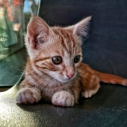 Gatto_PSX_20200622_234117_1200x1200.jpg Gatto_PSX_20200622_234117_1200x1200.jpg