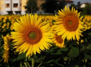 Nome File=Girasoli_DSC_8133_1200x900.jpeg
Dimensione File=357KB
Dimensioni=1200x900
Data aggiunta=Giu 29, 2015 Girasoli_DSC_8133_1200x900.jpeg