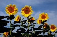 Nome File=Girasoli_DSC_8181_1200x800.jpeg
Dimensione File=299KB
Dimensioni=1200x800
Data aggiunta=Giu 19, 2015 Girasoli_DSC_8181_1200x800.jpeg