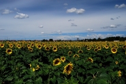 Girasoli_DSC_8235_1200x800.jpeg